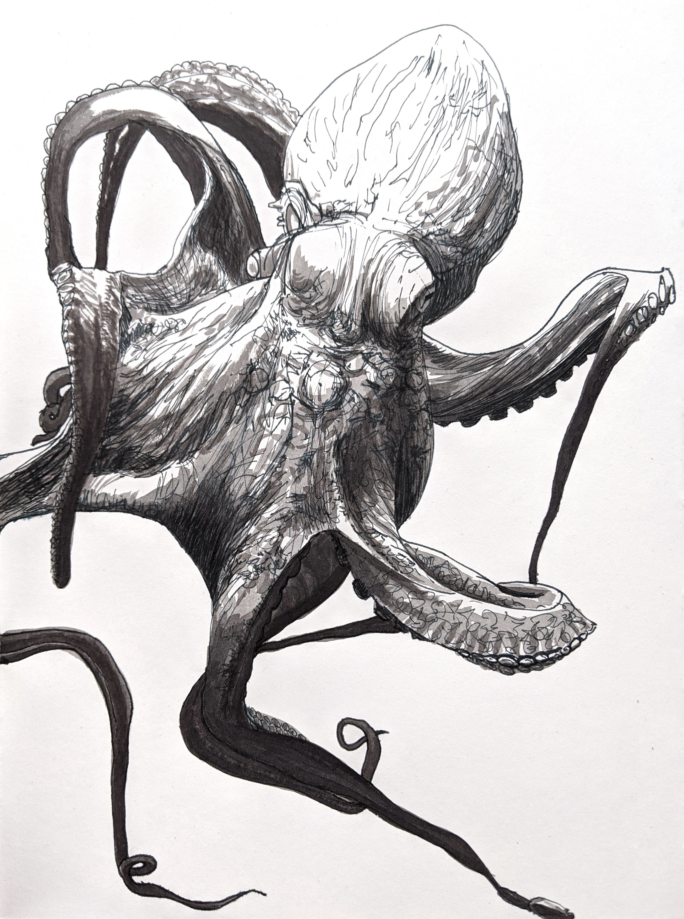 A realistic ink wash illustration I made of an octopus